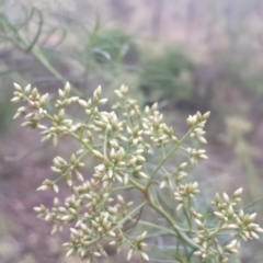 Cassinia quinquefaria (Rosemary Cassinia) at Hughes, ACT - 30 Jan 2018 by Linden