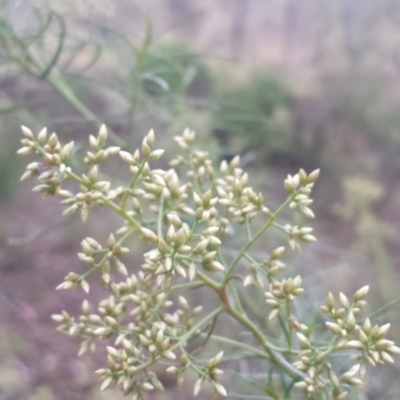 Cassinia quinquefaria (Rosemary Cassinia) at Hughes, ACT - 30 Jan 2018 by Linden