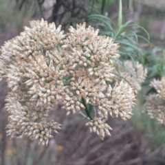 Cassinia longifolia (Shiny Cassinia, Cauliflower Bush) at Hughes, ACT - 30 Jan 2018 by Linden