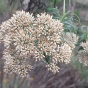 Cassinia longifolia at Hughes, ACT - 31 Jan 2018 07:43 AM