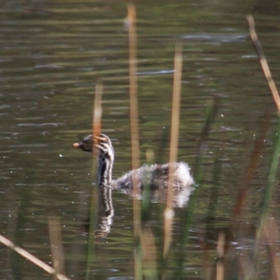 Tachybaptus novaehollandiae (Australasian Grebe) at MTR591 at Gundaroo - 29 Jan 2018 by MaartjeSevenster