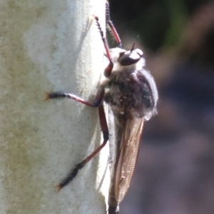 Neoaratus hercules at Acton, ACT - 18 Jun 2016 03:16 AM