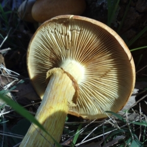 Gymnopilus junonius at Belconnen, ACT - 20 Aug 2016