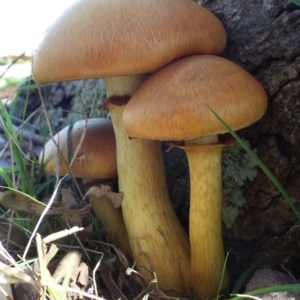 Gymnopilus junonius at Belconnen, ACT - 20 Aug 2016