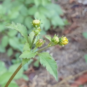 Bidens pilosa at Isaacs, ACT - 31 Jan 2018 03:43 PM