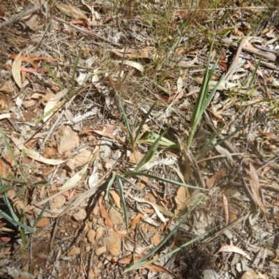 Dianella sp. aff. longifolia (Benambra) (Pale Flax Lily, Blue Flax Lily) at Yarralumla, ACT - 31 Jan 2018 by MichaelMulvaney