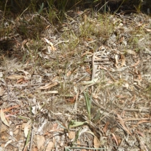 Dianella sp. aff. longifolia (Benambra) at Yarralumla, ACT - 31 Jan 2018