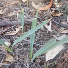 Dianella sp. aff. longifolia (Benambra) at Yarralumla, ACT - 31 Jan 2018