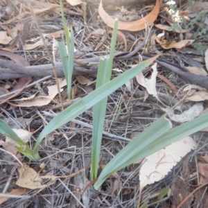 Dianella sp. aff. longifolia (Benambra) at Yarralumla, ACT - 31 Jan 2018