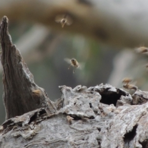 Apis mellifera at Rob Roy Range - 8 Jan 2018 07:25 PM