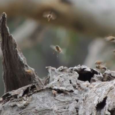 Apis mellifera (European honey bee) at Rob Roy Range - 8 Jan 2018 by MichaelBedingfield