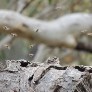 Apis mellifera at Rob Roy Range - 8 Jan 2018