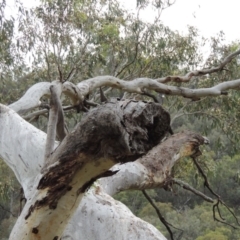 Apis mellifera at Rob Roy Range - 8 Jan 2018