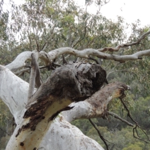 Apis mellifera at Rob Roy Range - 8 Jan 2018 07:25 PM