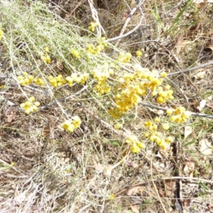 Chrysocephalum semipapposum at Hughes, ACT - 31 Jan 2018 09:52 AM