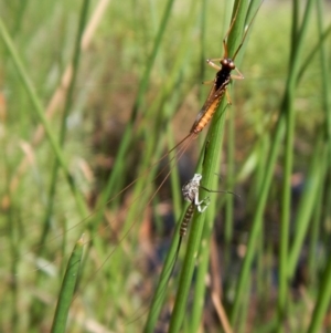 Ephemeroptera (order) at Cook, ACT - 31 Jan 2018