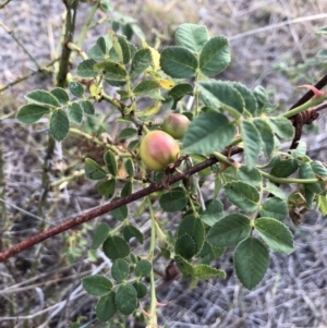 Rosa canina at Watson, ACT - 31 Jan 2018