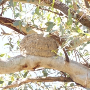 Grallina cyanoleuca at Deakin, ACT - 16 Jan 2018