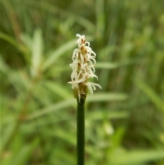 Eleocharis acuta (Common Spike-rush) at Mount Painter - 30 Jan 2018 by CathB