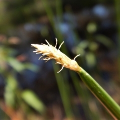 Eleocharis acuta at Cook, ACT - 31 Jan 2018