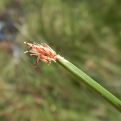 Eleocharis acuta at Cook, ACT - 31 Jan 2018