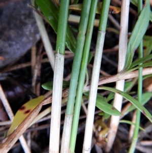 Eleocharis acuta at Cook, ACT - 31 Jan 2018