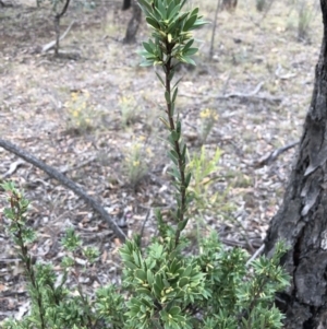 Styphelia triflora at Watson, ACT - 31 Jan 2018