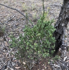 Styphelia triflora at Watson, ACT - 31 Jan 2018 06:51 PM