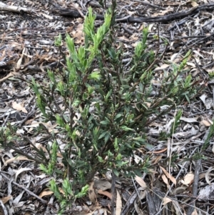 Styphelia triflora at Majura, ACT - 31 Jan 2018