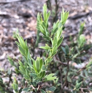 Styphelia triflora at Majura, ACT - 31 Jan 2018 06:56 PM