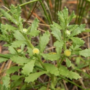 Centipeda cunninghamii at Cook, ACT - 31 Jan 2018