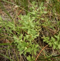 Centipeda cunninghamii at Cook, ACT - 31 Jan 2018