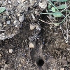 Tasmanicosa sp. (genus) (Unidentified Tasmanicosa wolf spider) at Mount Majura - 31 Jan 2018 by AaronClausen