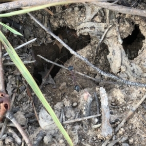 Myrmecia nigriceps at Majura, ACT - 31 Jan 2018