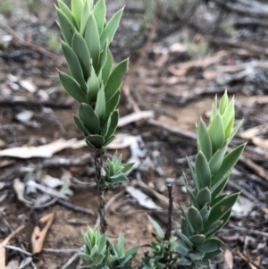 Styphelia triflora at Majura, ACT - 31 Jan 2018 07:11 PM