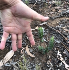 Styphelia triflora at Majura, ACT - 31 Jan 2018 07:11 PM