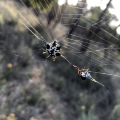 Austracantha minax (Christmas Spider, Jewel Spider) at Mount Majura - 31 Jan 2018 by AaronClausen