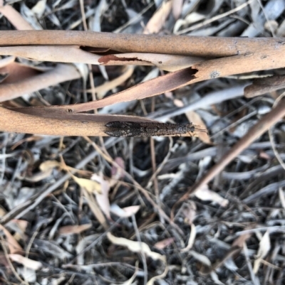 Glenoleon pulchellus (Antlion lacewing) at Mount Majura - 31 Jan 2018 by AaronClausen