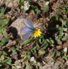 Zizina otis (Common Grass-Blue) at Aranda, ACT - 5 Nov 2016 by KMcCue