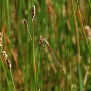 Austrolestes analis at Belconnen, ACT - 6 Nov 2016 02:29 AM