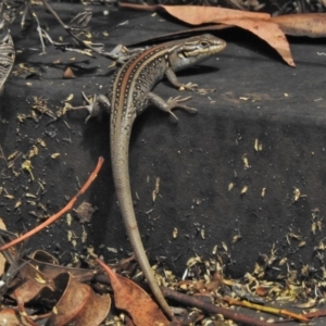 Liopholis whitii at Paddys River, ACT - 31 Jan 2018