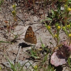 Junonia villida (Meadow Argus) at Belconnen, ACT - 6 Nov 2016 by KMcCue