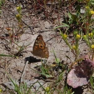 Junonia villida at Belconnen, ACT - 6 Nov 2016 02:31 AM