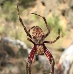 Hortophora transmarina (Garden Orb Weaver) at Canberra Central, ACT - 30 Jan 2018 by RWPurdie