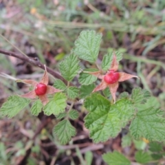 Rubus parvifolius (Native Raspberry) at Rob Roy Range - 8 Jan 2018 by michaelb