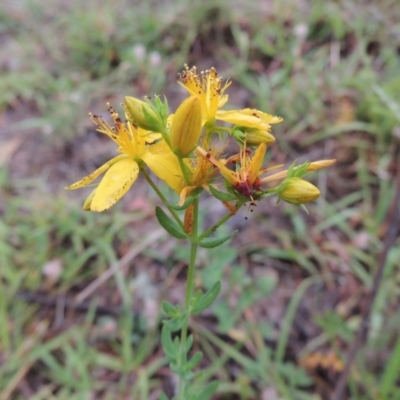 Hypericum perforatum (St John's Wort) at Conder, ACT - 8 Jan 2018 by michaelb