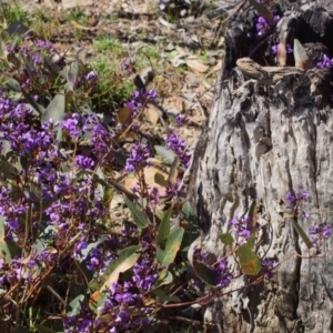 Pogona barbata at Aranda, ACT - suppressed