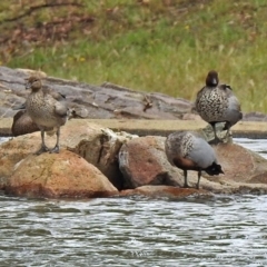 Chenonetta jubata (Australian Wood Duck) at Jerrabomberra, NSW - 31 Jan 2018 by RodDeb