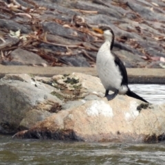 Microcarbo melanoleucos (Little Pied Cormorant) at Jerrabomberra, NSW - 30 Jan 2018 by RodDeb