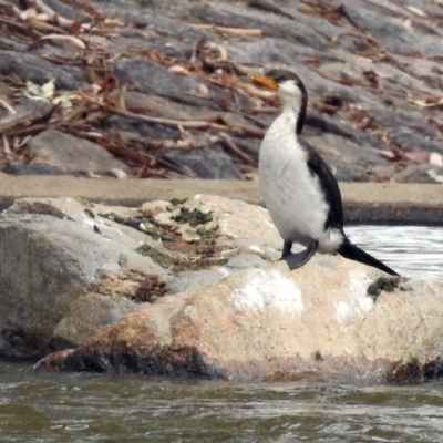 Microcarbo melanoleucos (Little Pied Cormorant) at Jerrabomberra, NSW - 31 Jan 2018 by RodDeb